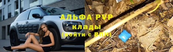 хмурый Аркадак